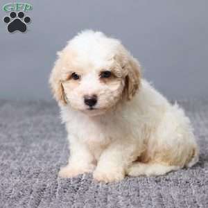 Kaiden, Bich-Poo Puppy
